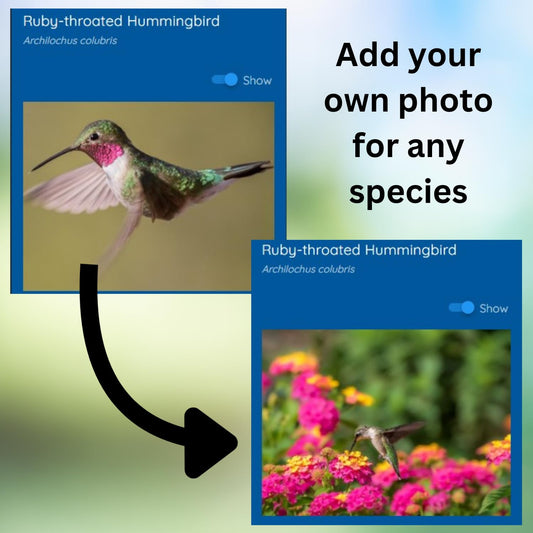 Haikubox Birdsong Identifier: Better than a camera, 24/7 backyard bird sound ID. Hawks, owls, hummingbirds, warblers, orioles, nuthatches & woodpeckers. Boost your birdwatching and birding-by-ear