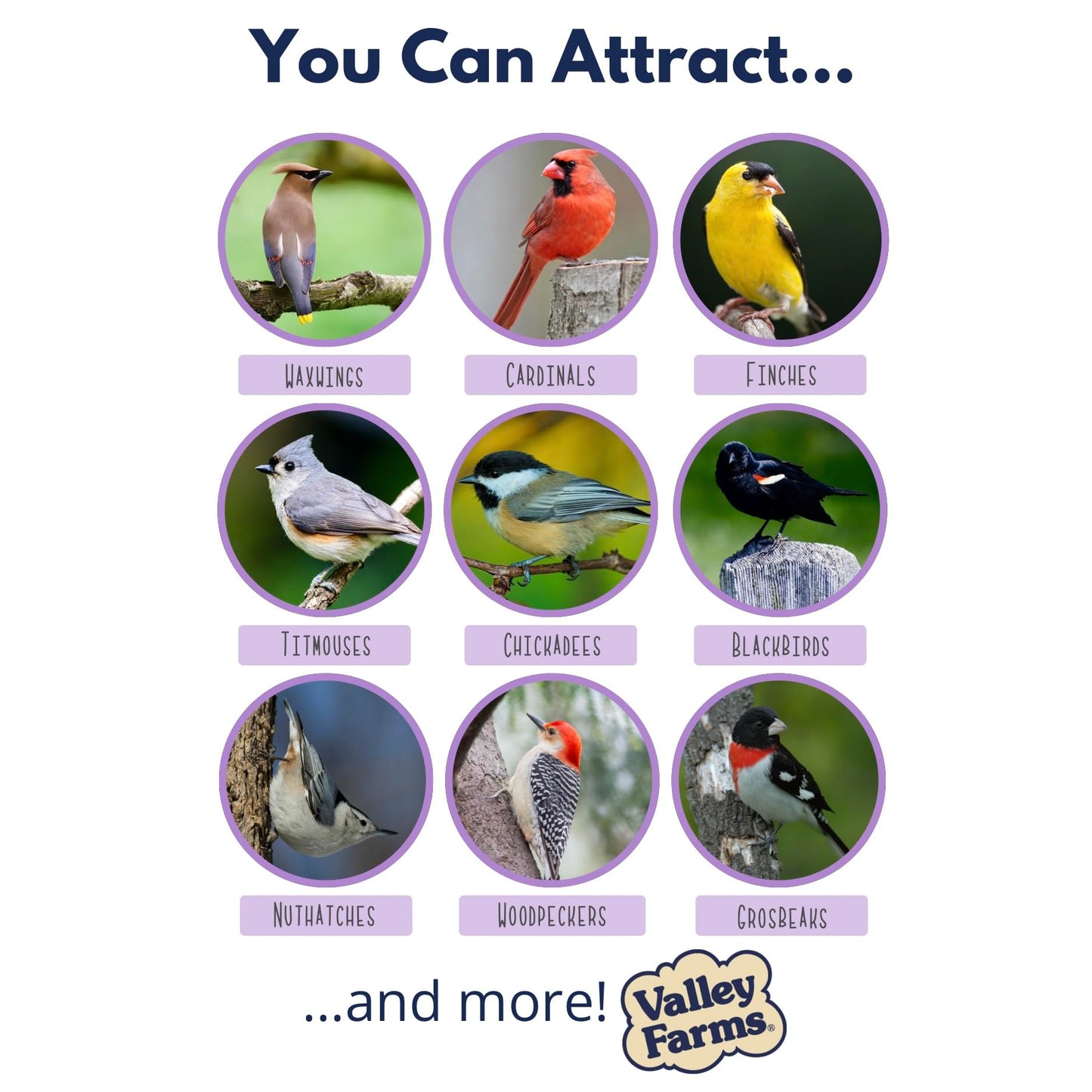 Valley Farms Fruit Nut & Berry 4 LB 2-Pack (8 LB Total) Wild Bird Food for Outside Feeders, Bird Seed with Dried Fruit, Peanuts Sunflower Hearts, Safflower High Energy Mix for Healthy Birds!