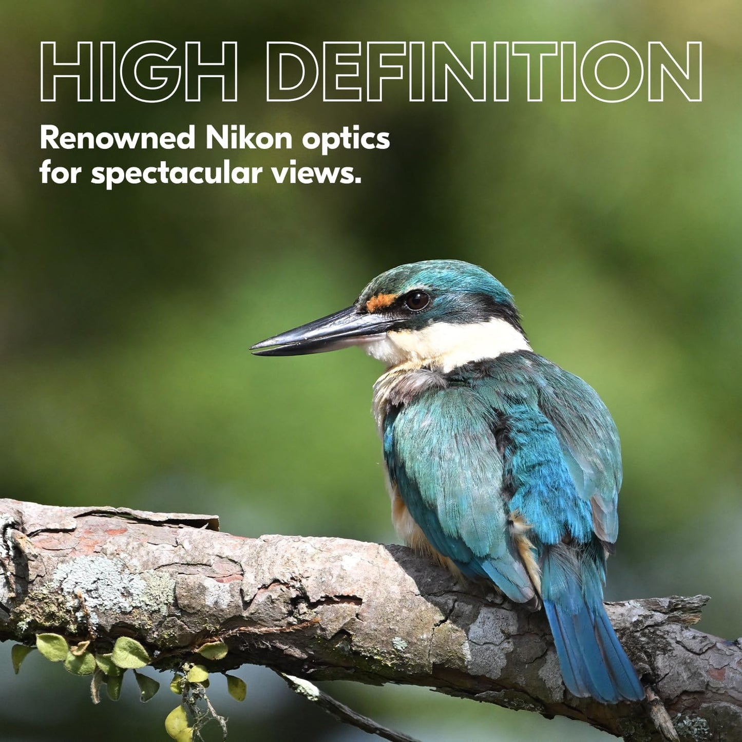 Nikon PROSTAFF P3 8x42 Binocular | Waterproof, fogproof, rubber-armored Full-Size Binocular, wide field of view & long eye relief | Official Nikon USA Model