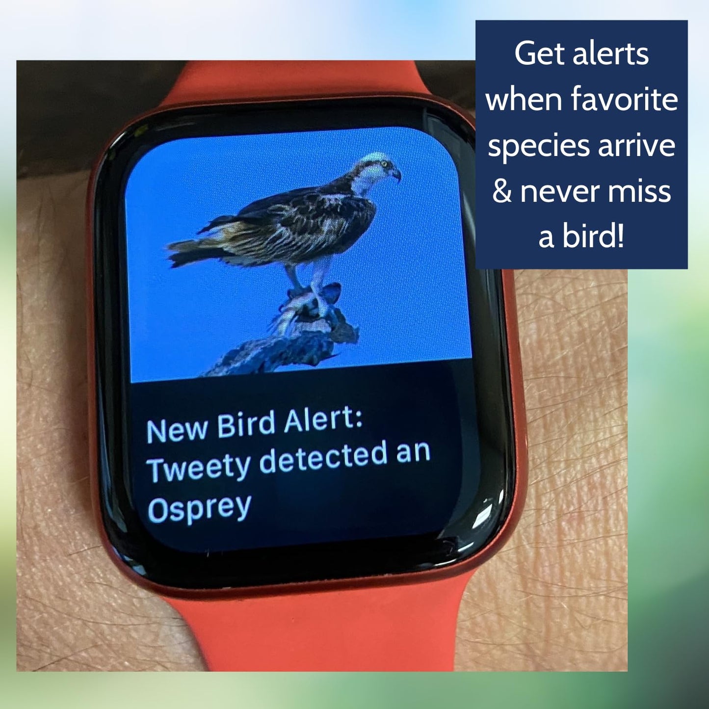 Haikubox Birdsong Identifier: Better than a camera, 24/7 backyard bird sound ID. Hawks, owls, hummingbirds, warblers, orioles, nuthatches & woodpeckers. Boost your birdwatching and birding-by-ear