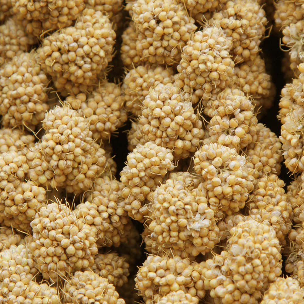 Jmxu's Spray Millet Treat for Birds Parakeets, Natural Sun-Dried Birds Millet for Cockatiel, Budgie, Finches, Parrots, Hamster