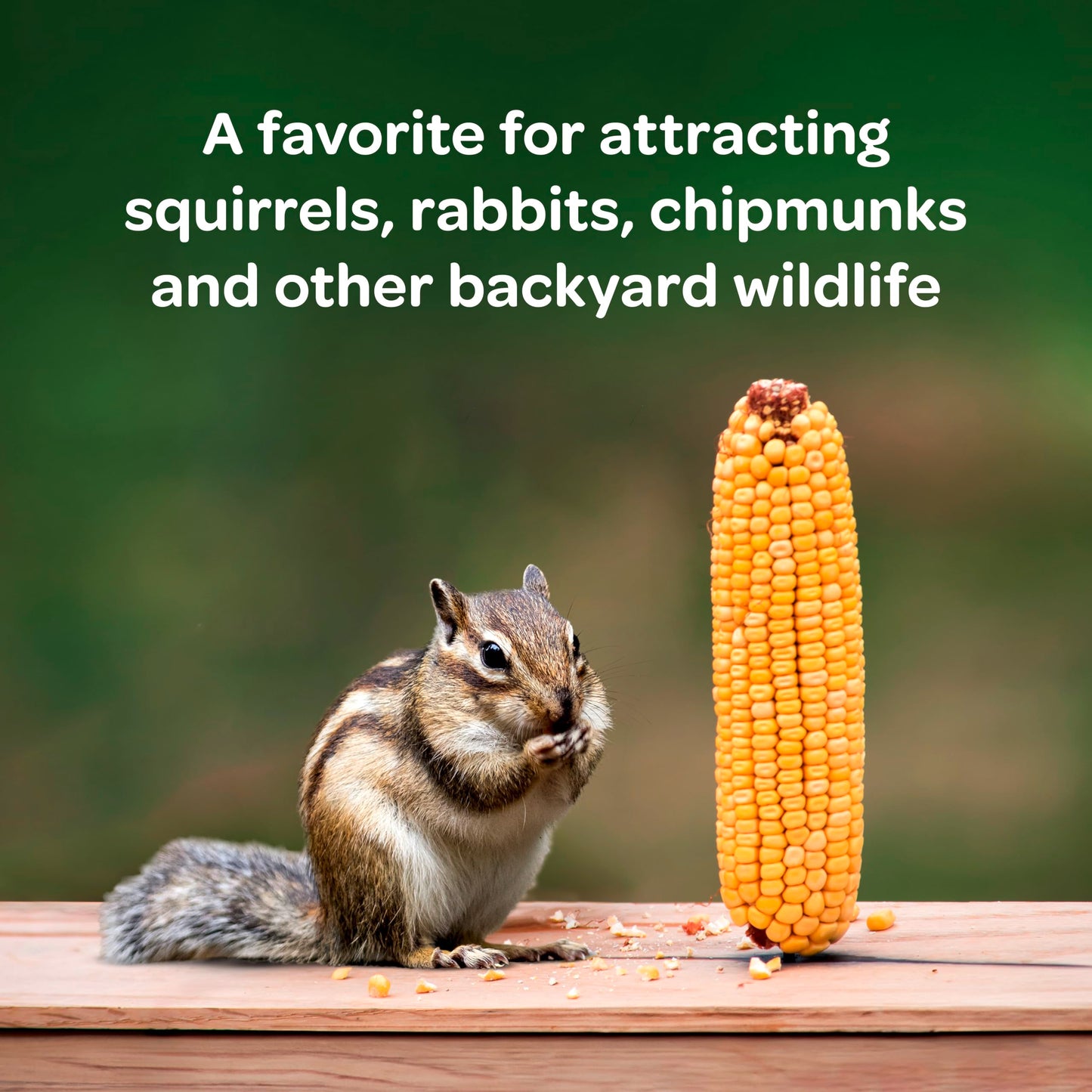 Kaytee Corn On The Cob, 6.5 lb