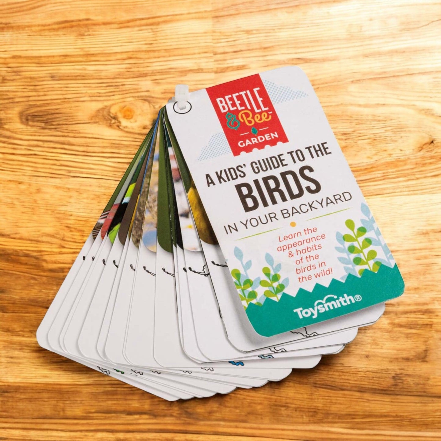 Beetle & Bee, Little Birder Set, Kids Backyard Bird Watching Set, FSC Certified, for Boys & Girls Age 5+