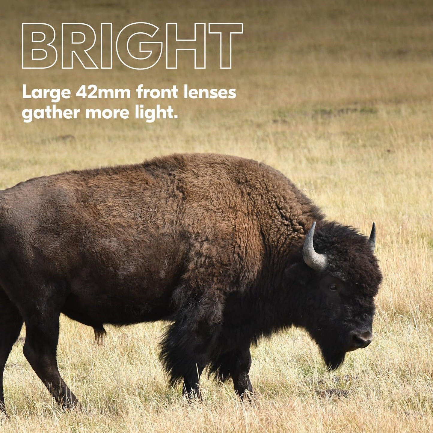 Nikon PROSTAFF P3 8x42 Binocular | Waterproof, fogproof, rubber-armored Full-Size Binocular, wide field of view & long eye relief | Official Nikon USA Model