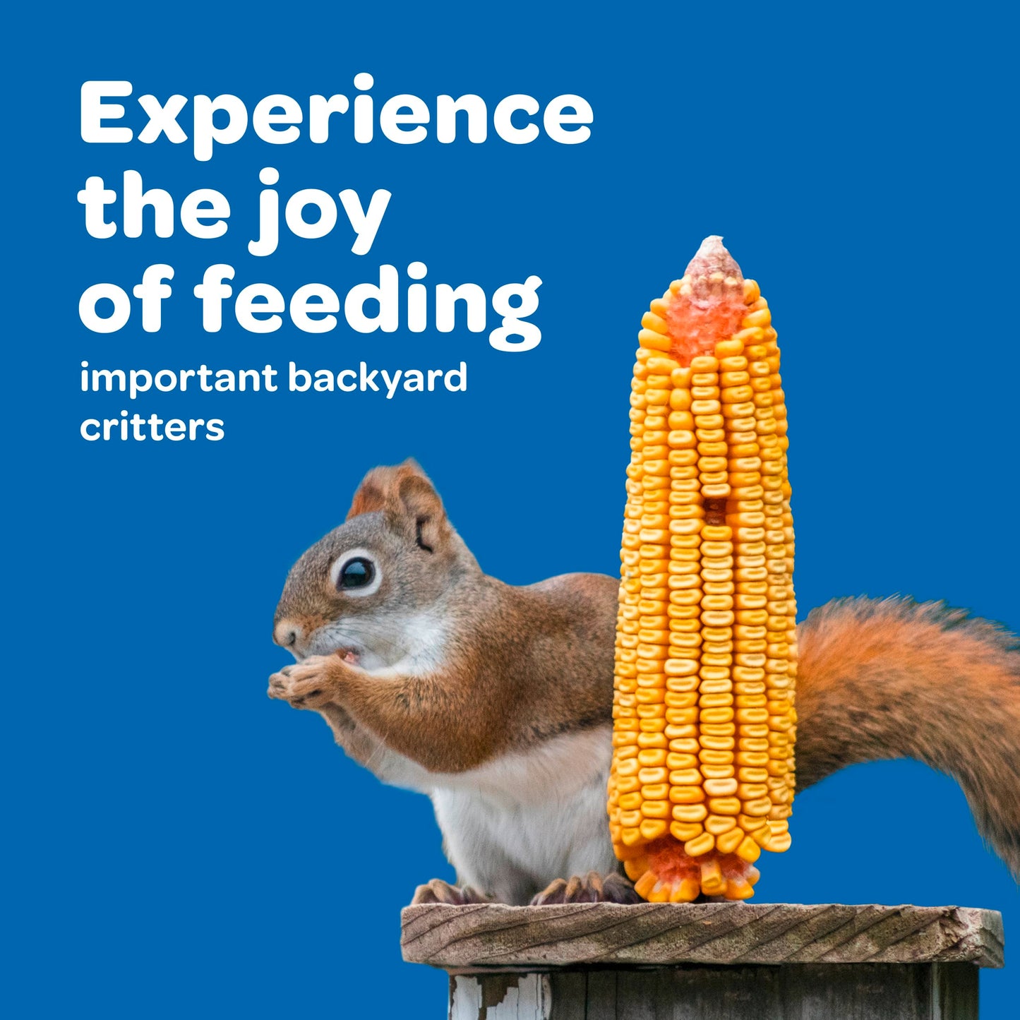 Kaytee Corn On The Cob, 6.5 lb