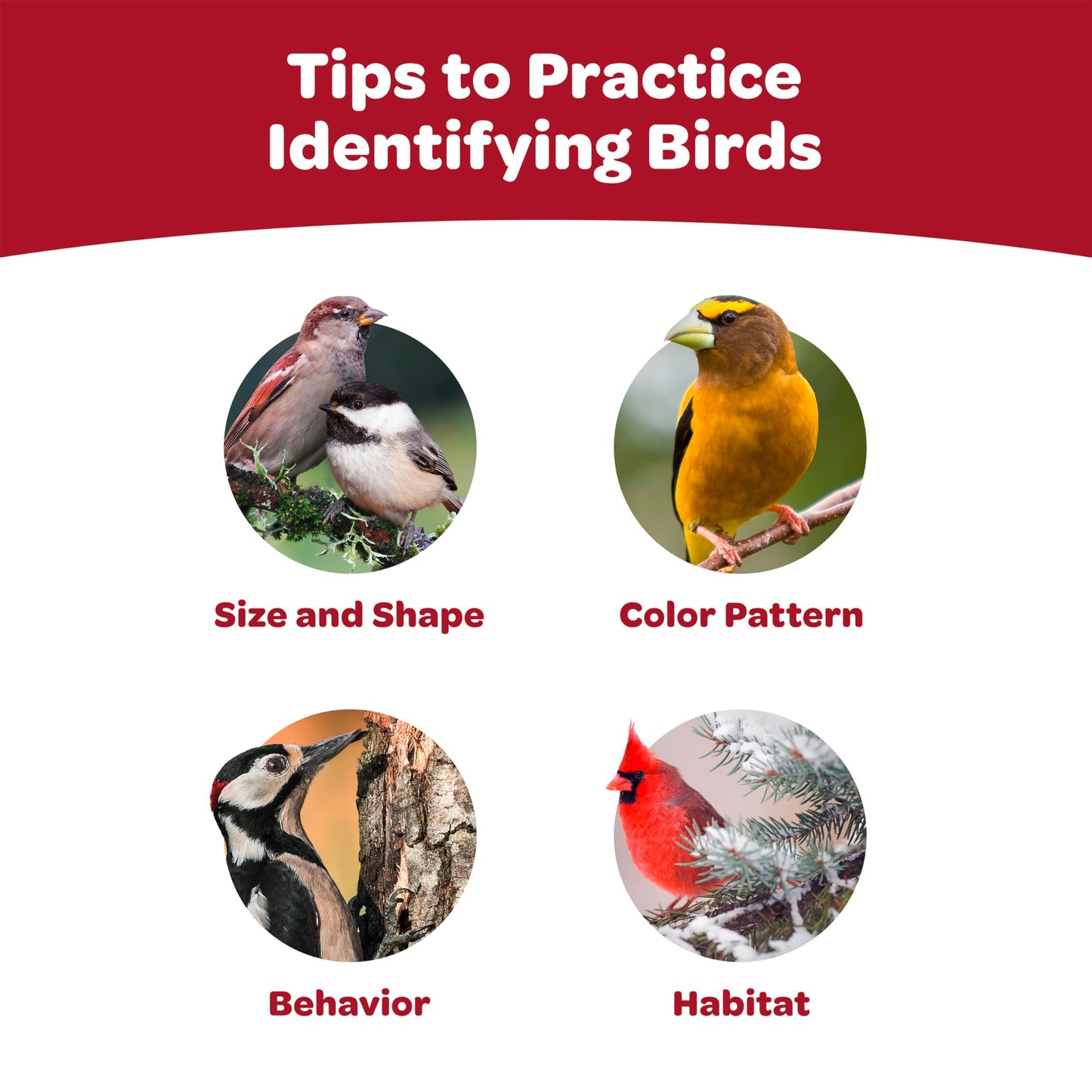 Kaytee Wild Bird Nut & Fruit Seed Treat Bell