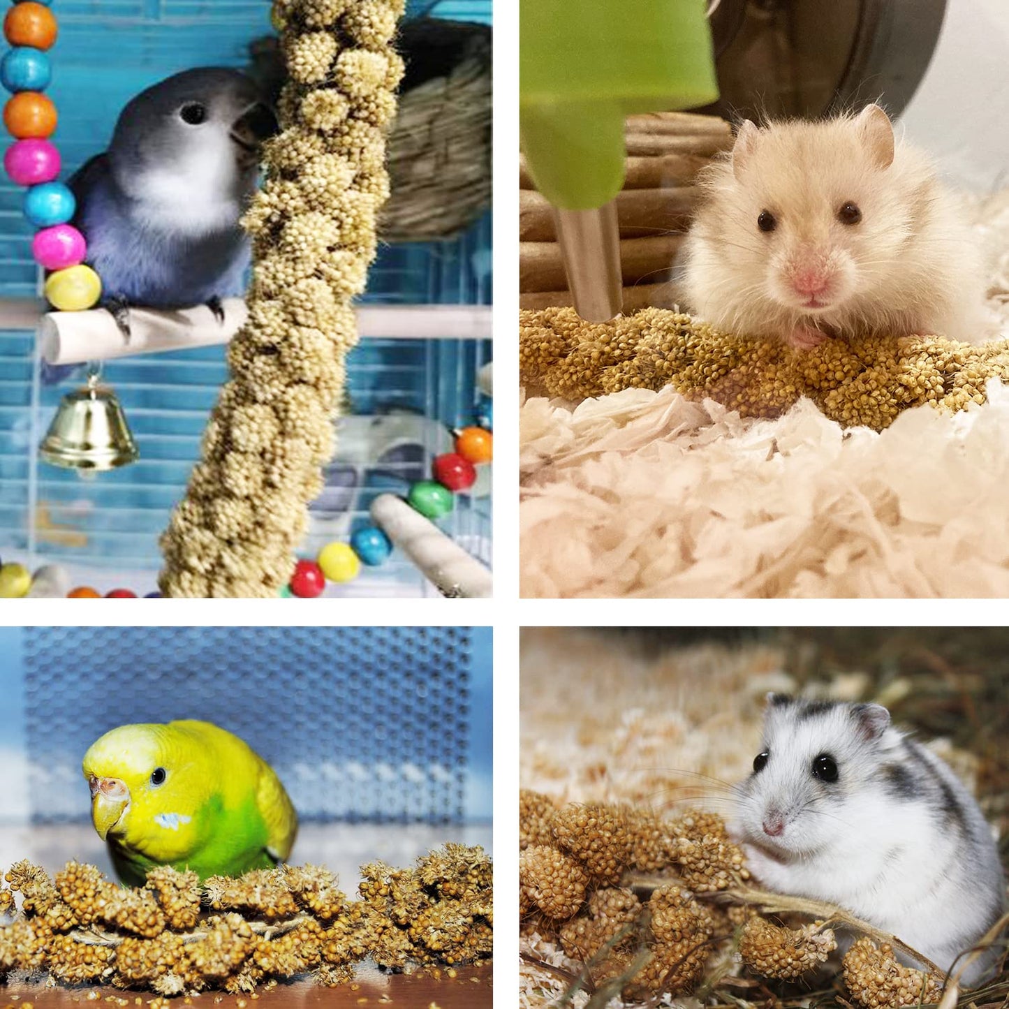 Jmxu's Spray Millet Treat for Birds Parakeets, Natural Sun-Dried Birds Millet for Cockatiel, Budgie, Finches, Parrots, Hamster