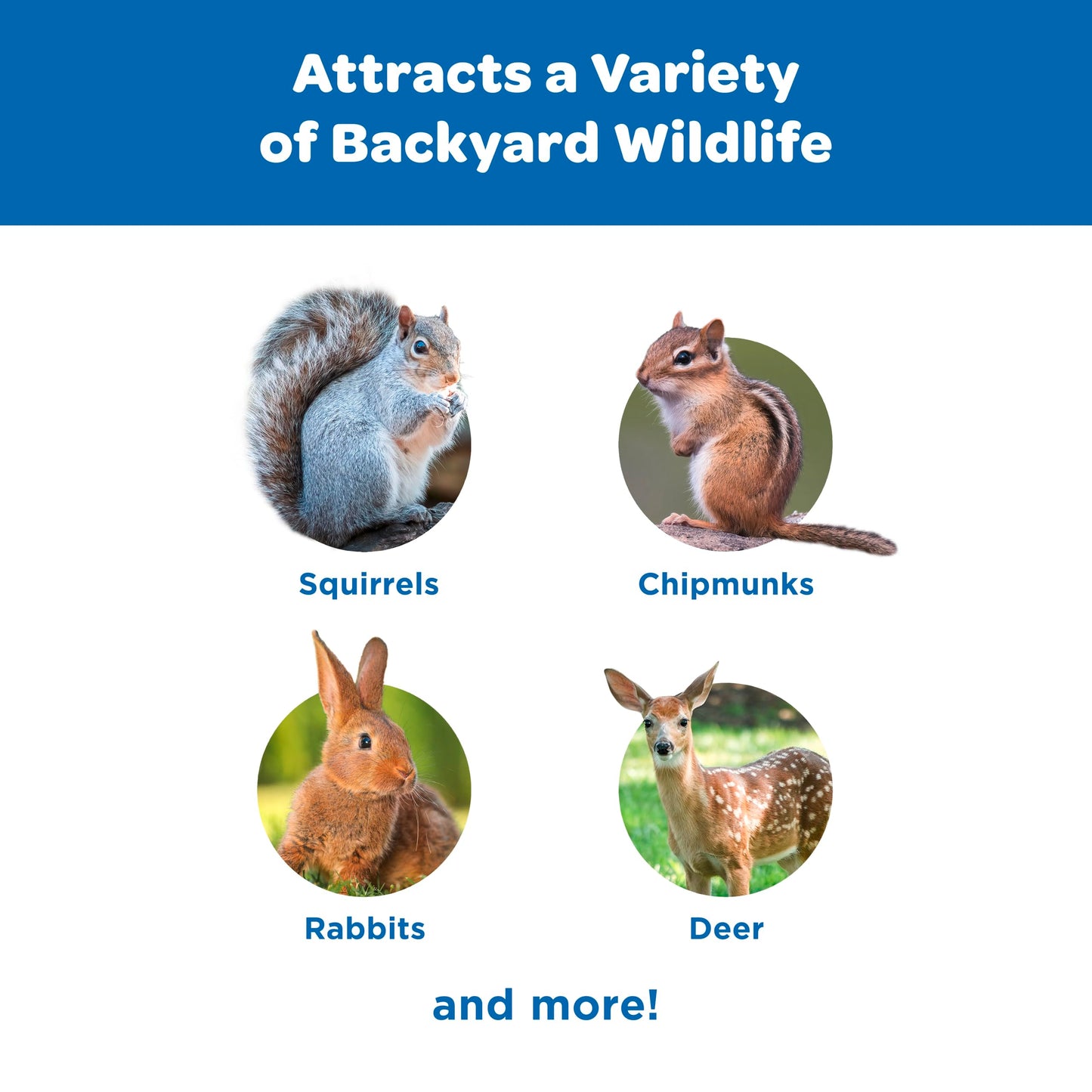 Kaytee Corn On The Cob, 6.5 lb